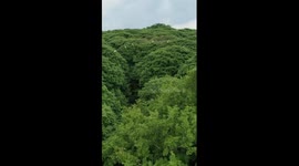 Enchanting scenery of egrets flying over forest in China's Guangxi