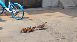 Police and volunteers join hands in rescuing raft of city-strolling ducks