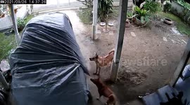 Mischievous pet dogs strip cover of car to play with it