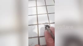 Sparrow smashes into glass walls of bank before being revived with CPR