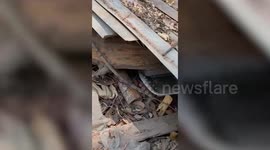 Weary mother dog barks at resident to help her save puppy buried under rubbish