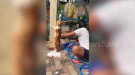 Pet cat hugs pillar while being given bath to cool off outside home