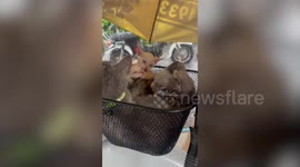 Adorable cat family huddle together inside motorcycle basket during heavy rain storm