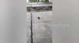 Kind passerby helps return fish flapping on road back into river