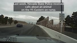 State trooper saves kitten roaming on busy Las Vegas highway