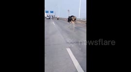 Escaped ostrich sprints through streets in southern China