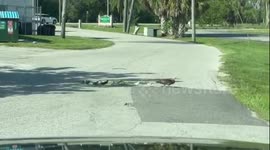 Momma Duck and her baby ducklings taking a stroll across the street!!