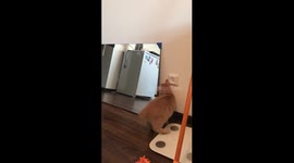 Kitten Plays With Mirror Reflection