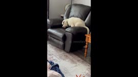 Shepnee Puppy Frustrated He Can't Bury His Bone in the Recliner