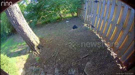 Bunny Attacks Crow