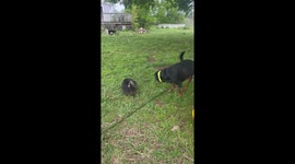 Biggest Fart From My Horse