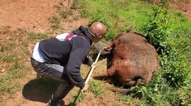 Piggy Brushed With Favorite Rake