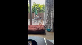 Naughty Boxer Frowns From Time Out