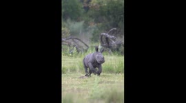 White Rhino Calf Practices Running