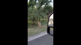 Deer Eating a Snake