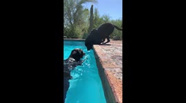 Nelson The Dog Slips Into The Pool