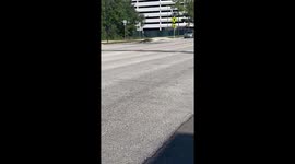 Why Did The Gator Cross The Road