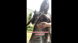 Heartwarming rescue: Rhode Island resident saves fawn after its mother passes away