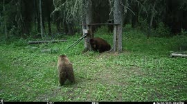 Grizzly Gets A Back Rub