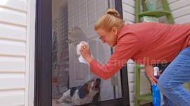 Basset Hound Helps Clean the Windows