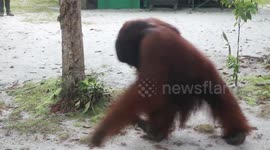 The King of Orangutans Amidst Crowds of Foreign Tourists, And Orangutans Look Confused