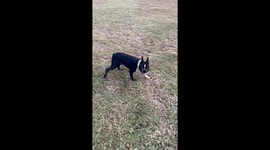 Dog's Zoomies Have Collateral Damage