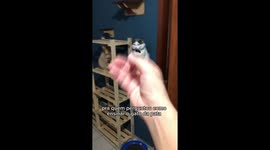 Cat Needs Proper Motivation to Give Its Paw