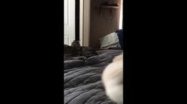 Golden Retriever Puppy Wants To Snuggle Cat's Tail