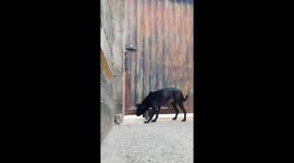 Dogs Refuse to Be Left Behind