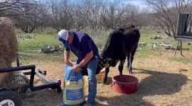 Cow Lifts Head at Unfortunate Time