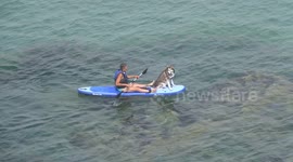 Dog joins paddleboarding owner in Newquay as heatwave scorches UK