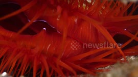 Electric Disco Clam Puts on a Lightshow
