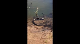 Snake Catches a Bullfrog