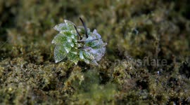 Sea Slug Mating Behavior