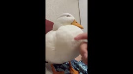 Belly Rubs for Pet Ducky Yunbao