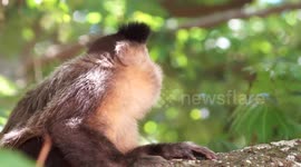 Monkey Making A Silly Smiling Face