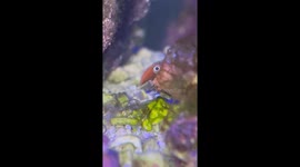Tiger Conch Snail Peeks Out of Its Shell