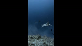 Swimming Alongside an Electric Ray