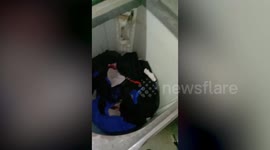 Wild snake found sleeping inside family's washing machine