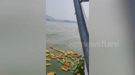 Wild monkeys swim into sea to grab snacks thrown by tourists from passing boat