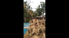 Bangladeshi beautiful villages farming harvest