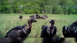 Cambodia records stable population of rare vultures at 131: official
