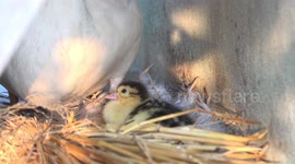 A newly born duckling is the first one to hatch, it is waiting with its mother on top of the eggs for its siblings to arrive.