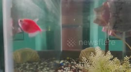 Colourful goldfish, Blue Betta, pink and green glofish of my fish tank