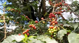 Kenya's coffee exports earnings fall on low global prices