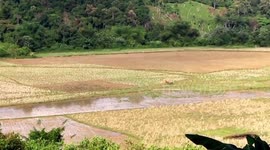 Up to 870,000 hectares of land face drought in Indonesia due to El Nino