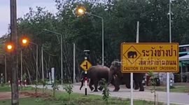Plucky pet dogs chase away two giant elephants in Thailand