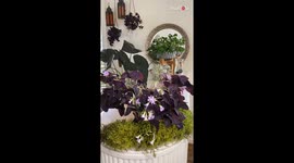 Imaginative plant enthusiast showcases lively side of plants to combat plant blindness