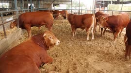 Palestinians take care of the calves and sheeps at a livestock farm ahead of Eid al-Adha, in Gaza city.