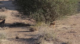 Crafty hare leads inexperienced hawk on pointless chase around bush